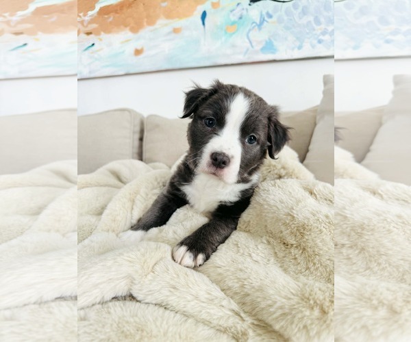 Medium Photo #3 American Staffordshire Terrier-Labrador Retriever Mix Puppy For Sale in Holly Springs, NC, USA