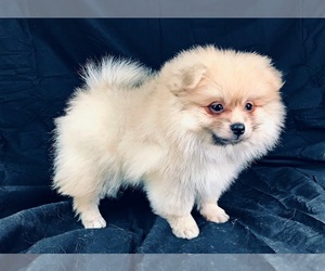 Pomeranian Puppy for sale in DAWSONVILLE, GA, USA