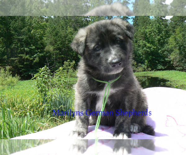 Medium Photo #3 German Shepherd Dog Puppy For Sale in PIEDMONT, MO, USA