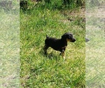 Small #5 Doberman Pinscher