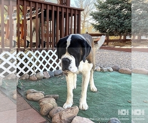 Father of the Saint Bernard puppies born on 10/14/2025