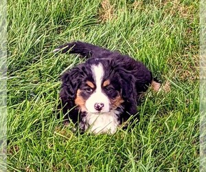 Bernese Mountain Dog-Pembroke Welsh Corgi Mix Puppy for sale in PALMYRA, ME, USA
