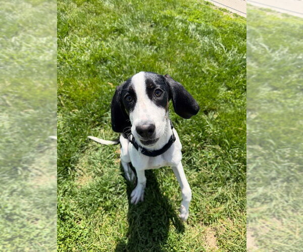 Medium Photo #3 Treeing Walker Coonhound Puppy For Sale in Pierceton , IN, USA