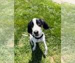 Small #2 Treeing Walker Coonhound