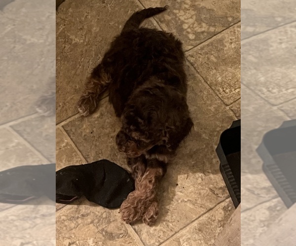 Medium Photo #2 Goldendoodle Puppy For Sale in SPARTANBURG, SC, USA