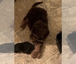 Small #1 Goldendoodle