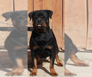 Mother of the Rottweiler puppies born on 11/03/2022