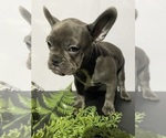 Puppy Stormy Faux Frenchbo Bulldog