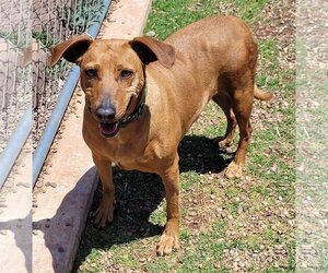 Redbone Coonhound-Rhodesian Ridgeback Mix Dogs for adoption in Clinton, OK, USA