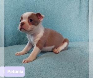 Boston Terrier Puppy for sale in POMEROY, OH, USA