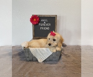 Doxie-Chon Puppy for sale in BLOOMFIELD, IN, USA