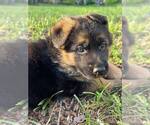 Small Photo #3 German Shepherd Dog Puppy For Sale in COLUMBIA, SC, USA