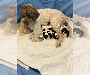 Mother of the Labradoodle-Poodle (Standard) Mix puppies born on 12/07/2019
