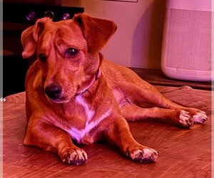 Basset Hound-Unknown Mix Dogs for adoption in Charlottesville, VA, USA