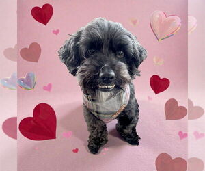 Mutt Dogs for adoption in Bellingham, WA, USA