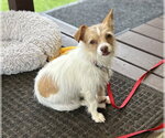 Small Chihuahua Mix