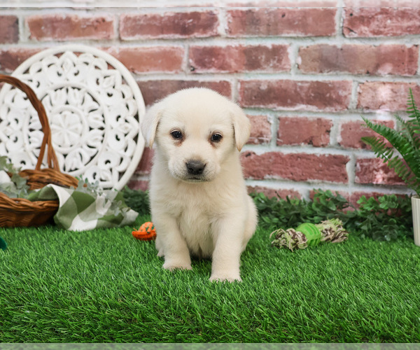 Medium Photo #2 Labrador Retriever Puppy For Sale in SYRACUSE, IN, USA