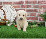 Small #1 Labrador Retriever