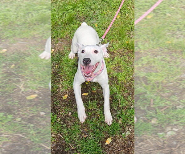 Medium Photo #16 Bull Terrier-Unknown Mix Puppy For Sale in Ellijay, GA, USA
