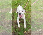 Small #15 Bull Terrier Mix