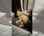 Small Photo #5 Labradoodle Puppy For Sale in Holly Springs, NC, USA