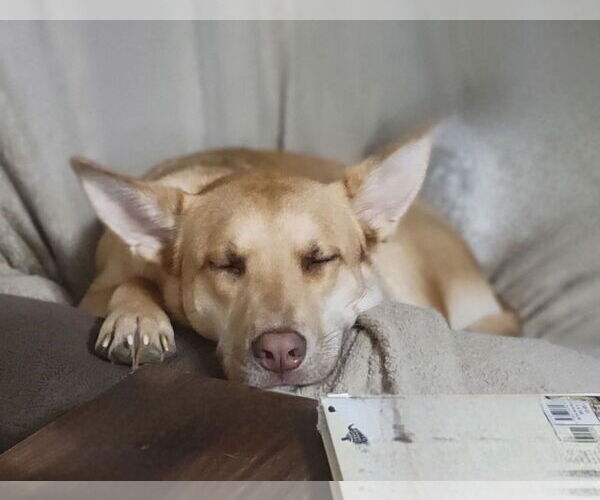 Medium Photo #2 Labrador Retriever-Unknown Mix Puppy For Sale in Minneapolis, MN, USA