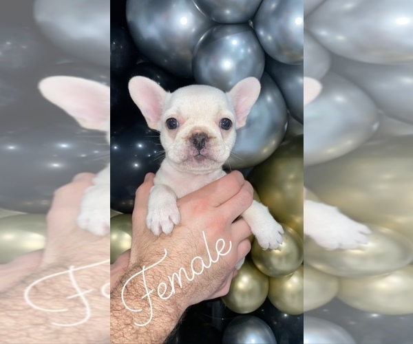 Medium Photo #1 French Bulldog Puppy For Sale in BELLVIEW, TX, USA