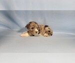 Small Photo #10 Bernedoodle (Miniature) Puppy For Sale in BLACK FOREST, CO, USA