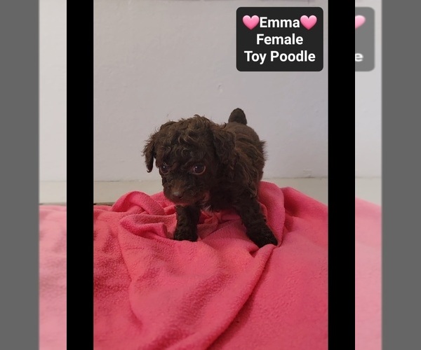 Medium Photo #3 Poodle (Toy) Puppy For Sale in TUCSON, AZ, USA