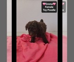 Small #2 Poodle (Toy)