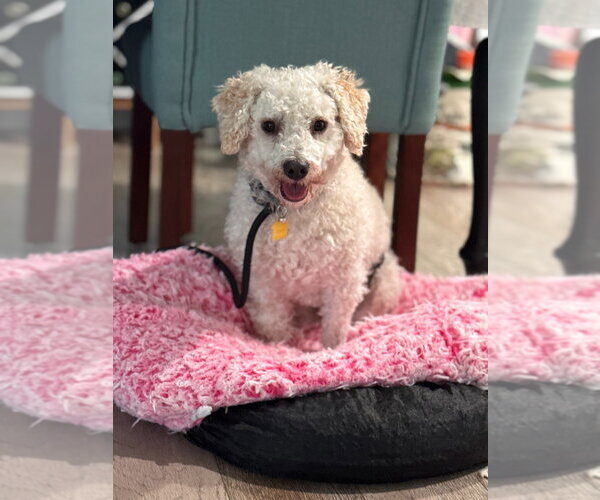 Medium Photo #3 Mutt Puppy For Sale in Salt Lake City, UT, USA