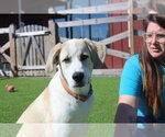 Small #2 Anatolian Shepherd Mix