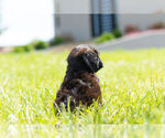 Small Photo #10 Miniature Australian Shepherd-Poodle (Toy) Mix Puppy For Sale in WARSAW, IN, USA
