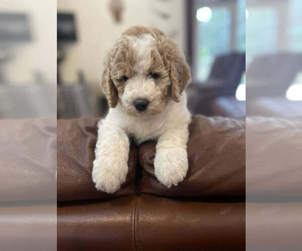 Medium Photo #61 Double Doodle Puppy For Sale in PIERSON, FL, USA