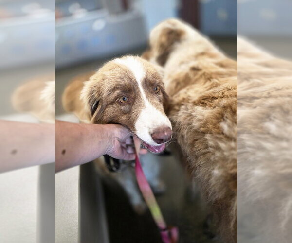 Medium Photo #2 Australian Shepherd Puppy For Sale in Aurora, IN, USA