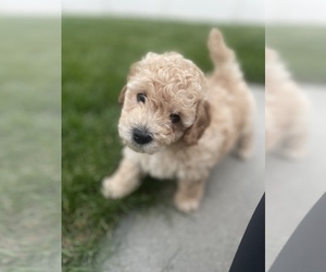 Goldendoodle-Poodle (Miniature) Mix Puppy for sale in LEHI, UT, USA