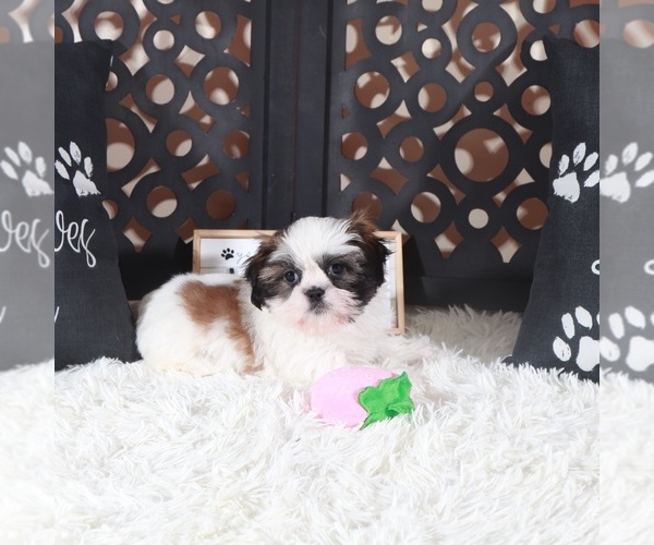 Medium Photo #4 Shih Tzu Puppy For Sale in MOUNT VERNON, OH, USA