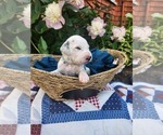 Small #21 Dalmatian