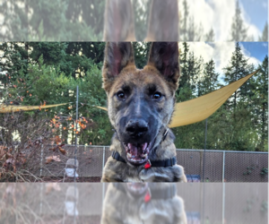 Mutt Dogs for adoption in Imlay City, MI, USA