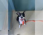 Small American Pit Bull Terrier Mix