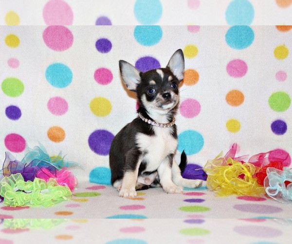 Medium Photo #92 Chihuahua Puppy For Sale in CHARLESTON, AR, USA