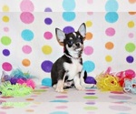 Small #2 Chihuahua