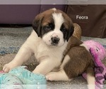 Small Photo #4 Saint Bernard Puppy For Sale in SAVANNAH, MO, USA