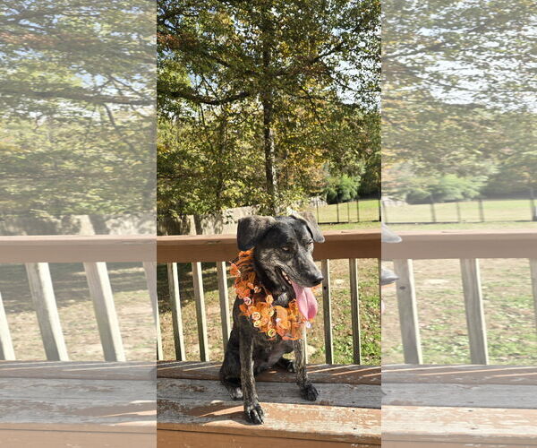 Medium Photo #23 Labrador Retriever-Mountain Cur Mix Puppy For Sale in Columbus, IN, USA