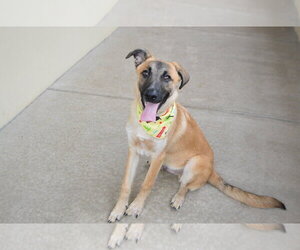 Mutt Dogs for adoption in McKinney, TX, USA