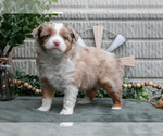 Puppy Scarlet Miniature Australian Shepherd