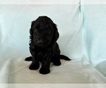 Small #2 Goldendoodle