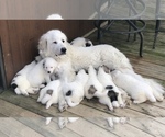 Small Photo #1 Great Pyrenees Puppy For Sale in DEERFIELD, OH, USA