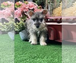 Small #2 Schnauzer (Miniature)