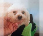 Small Maltipoo